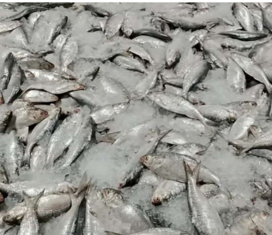 এক জালে ধরা পড়ল ৬০ মণ ইলিশ, বিক্রি সাড়ে ১৪ লাখ টাকায়