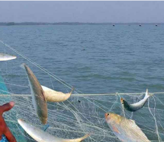 আজ থেকে জাটকা শিকারের নিষেধাজ্ঞা শুরু