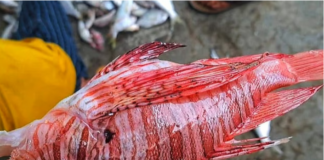 কুয়াকাটায় জেলের জালে ধরা পড়ল বিরল বিষধর ‘লায়নফিশ’