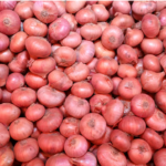 পেঁয়াজের দাম কমেনি, কেজিপ্রতি দাম ১০০–১২০ টাকা