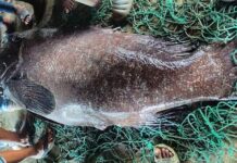 ১৬৬ কেজির বোল মাছ ধরা পড়ল টেকনাফে