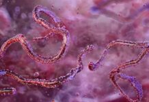 ইথিওপিয়ায় প্রথমবারের মতো মারবার্গ ভাইরাস শনাক্ত, কীভাবে ছড়ায়?